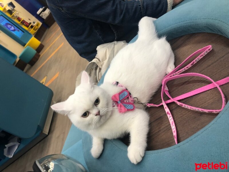 British Shorthair, Kedi  Rainy fotoğrafı