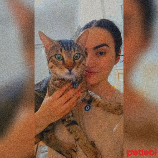 Tekir Kedi, Kedi  ARES fotoğrafı