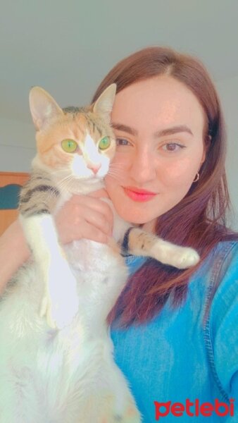 Tekir Kedi, Kedi  VENÜS fotoğrafı