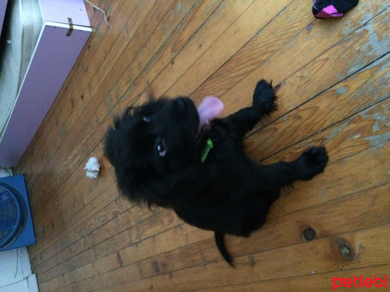 İngiliz Cocker Spaniel, Köpek  Paşa fotoğrafı