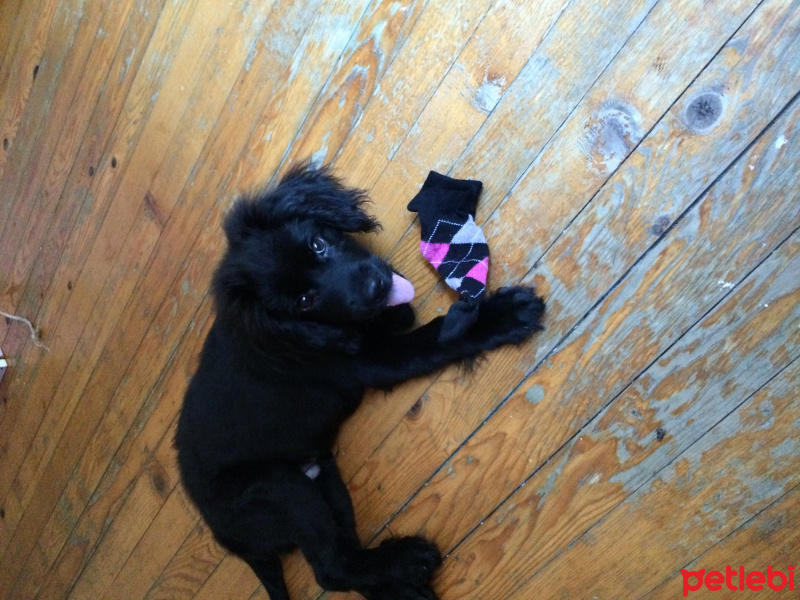 İngiliz Cocker Spaniel, Köpek  Paşa fotoğrafı