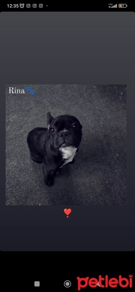 Fransız Bulldog, Köpek  Rina fotoğrafı