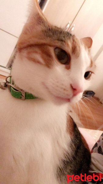 Tekir Kedi, Kedi  Maya fotoğrafı
