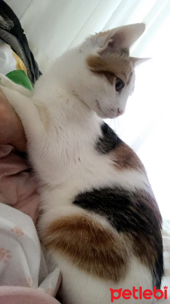 Tekir Kedi, Kedi  Maya fotoğrafı