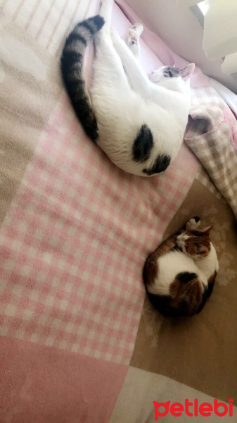 Tekir Kedi, Kedi  Maya fotoğrafı