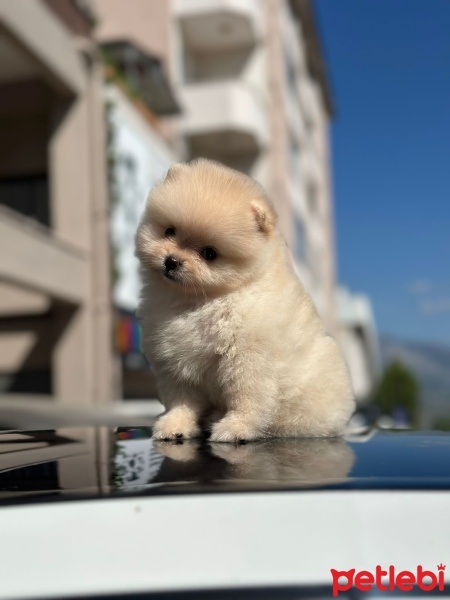 Pomeranyalı, Köpek  Moet fotoğrafı