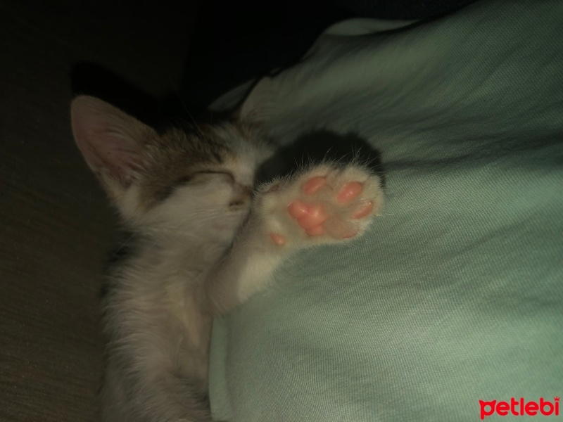 Tekir Kedi, Kedi  İncir fotoğrafı