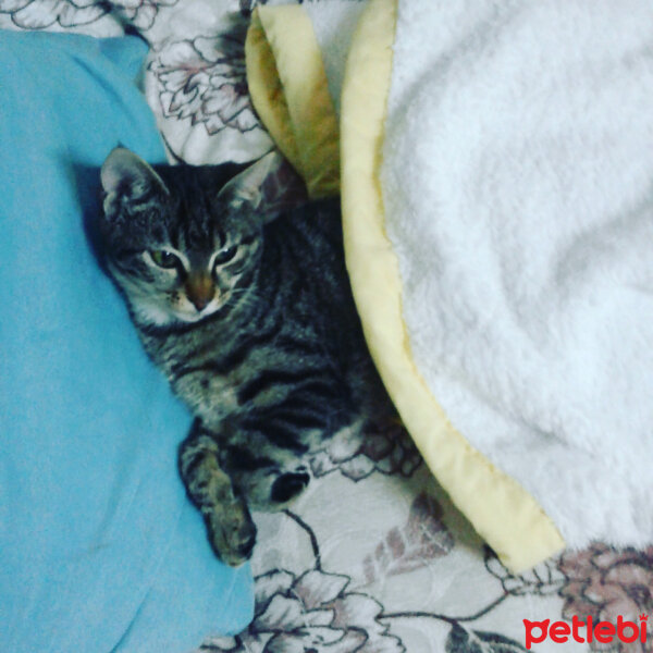 Tekir Kedi, Kedi  Minnoş fotoğrafı