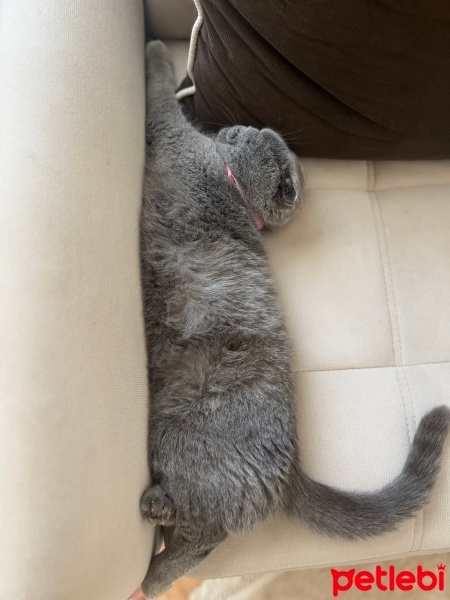 Scottish Fold, Kedi  Şeker fotoğrafı