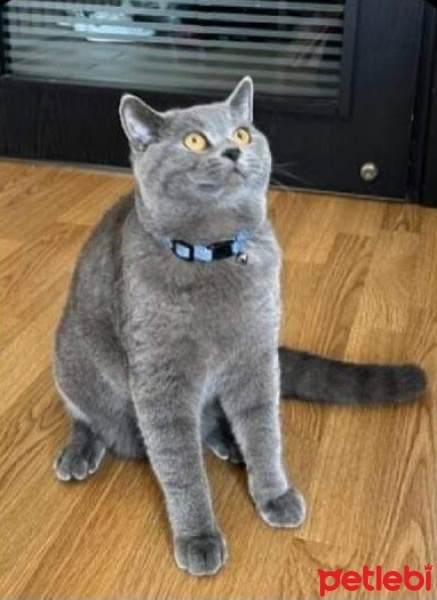 British Shorthair, Kedi  Duman fotoğrafı