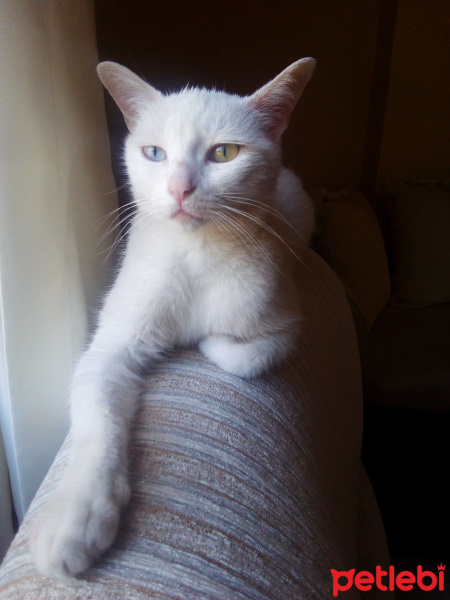 Van Kedisi, Kedi  Kutup fotoğrafı
