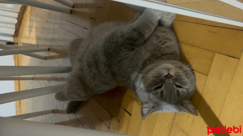 British Shorthair, Kedi  Loui fotoğrafı