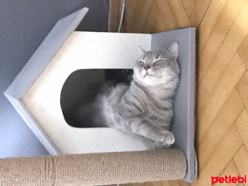 British Shorthair, Kedi  Loui fotoğrafı