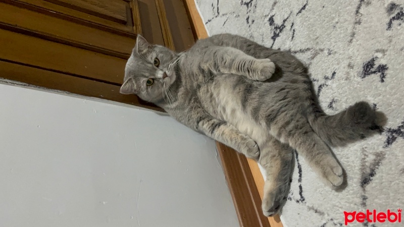 British Shorthair, Kedi  Loui fotoğrafı