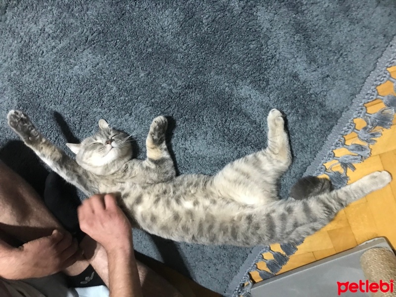 British Shorthair, Kedi  Loui fotoğrafı