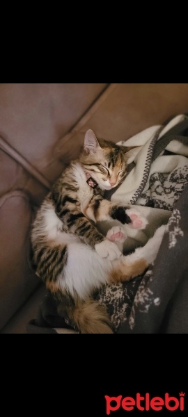 Tekir Kedi, Kedi  Yumak fotoğrafı