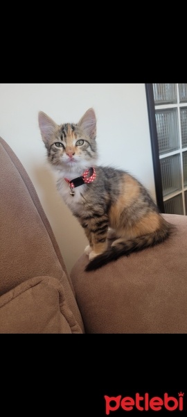 Tekir Kedi, Kedi  Yumak fotoğrafı