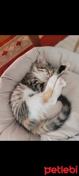 Tekir Kedi, Kedi  Yumak fotoğrafı