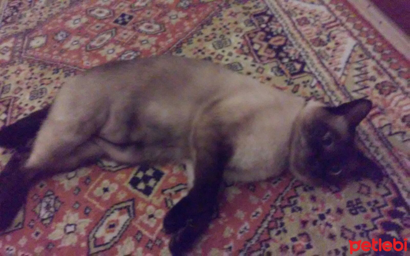 Siyam Kedisi, Kedi  şaba fotoğrafı