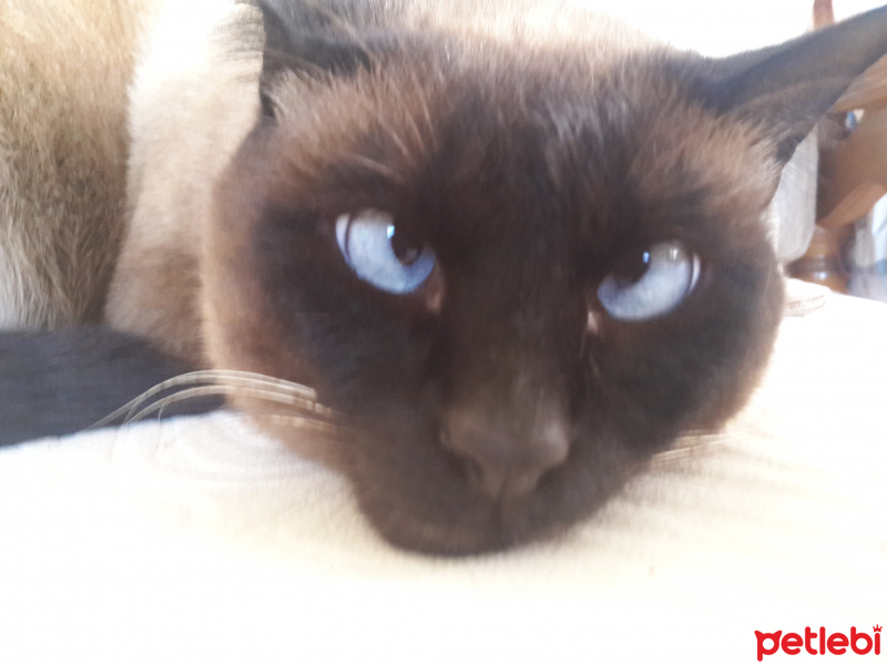 Siyam Kedisi, Kedi  şaba fotoğrafı