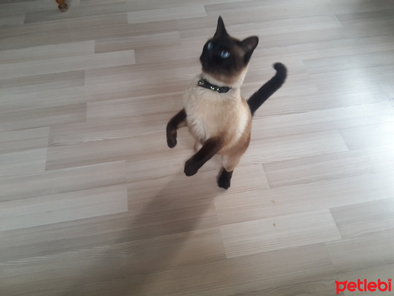 Siyam Kedisi, Kedi  şaba fotoğrafı