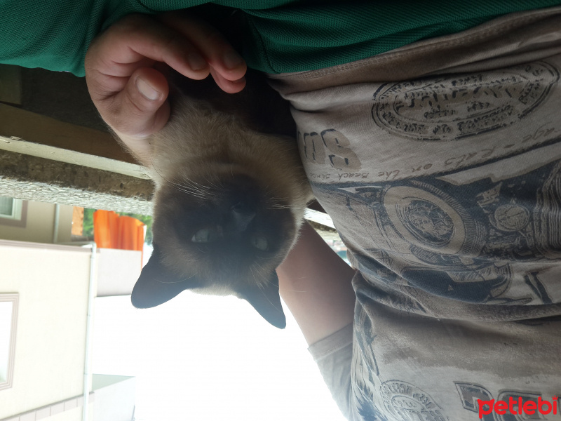 Siyam Kedisi, Kedi  şaba fotoğrafı