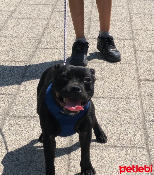 Staffordshire Bull Terrier, Köpek  Sasha fotoğrafı