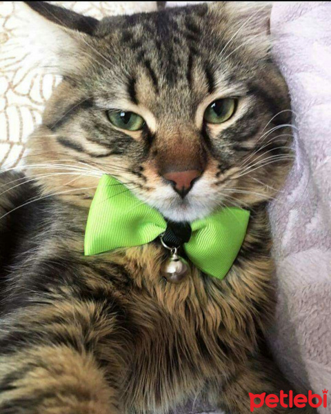 Tekir Kedi, Kedi  Deniz fotoğrafı