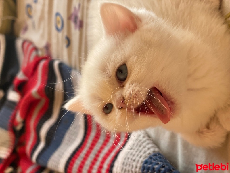 Scottish Fold, Kedi  Müezza fotoğrafı