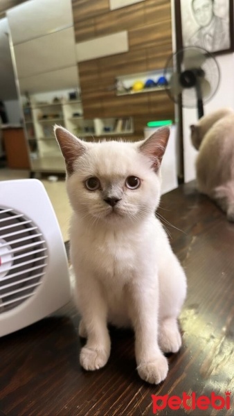 British Shorthair, Kedi  PAMUK fotoğrafı