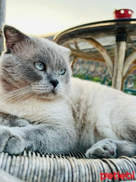 Scottish Fold, Kedi  MESSİ fotoğrafı