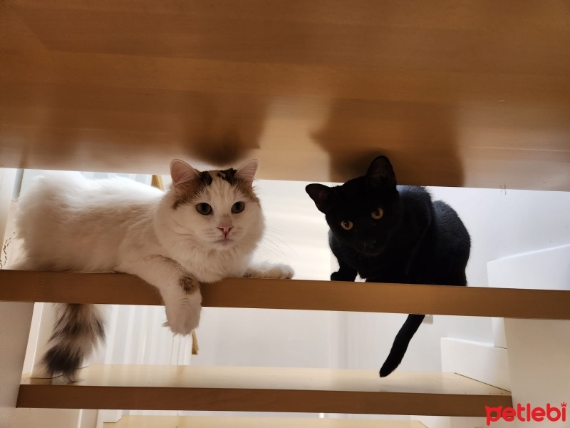 Tekir Kedi, Kedi  Lili fotoğrafı