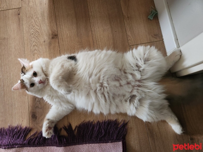 Tekir Kedi, Kedi  Lili fotoğrafı