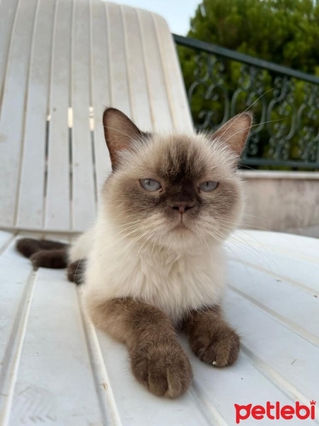 British Shorthair, Kedi  DUDU fotoğrafı