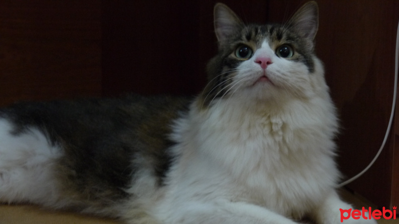 Tekir Kedi, Kedi  Osman  fotoğrafı