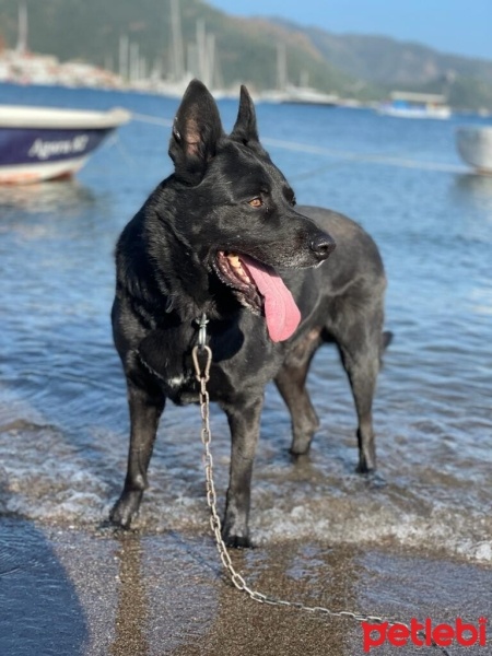 Belçika Groenendael, Köpek  ZEYTİN fotoğrafı