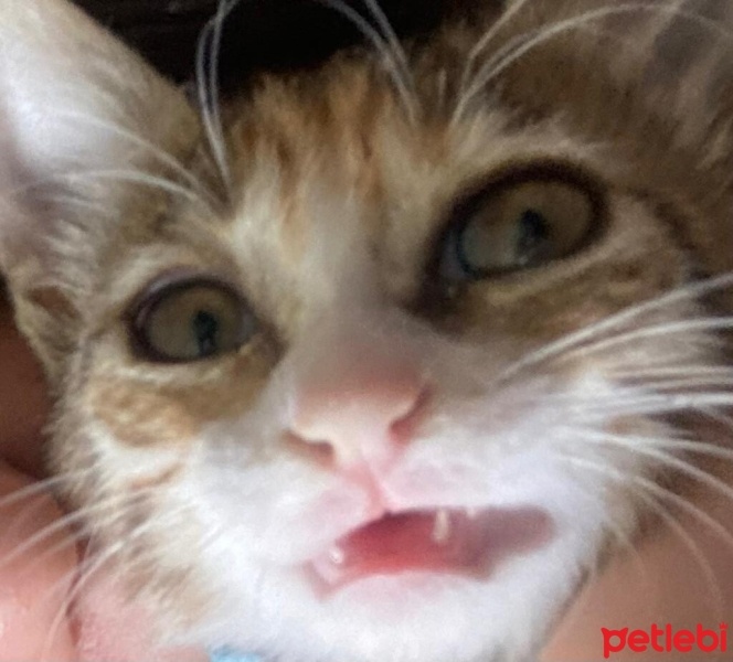 Tekir Kedi, Kedi  feride fotoğrafı
