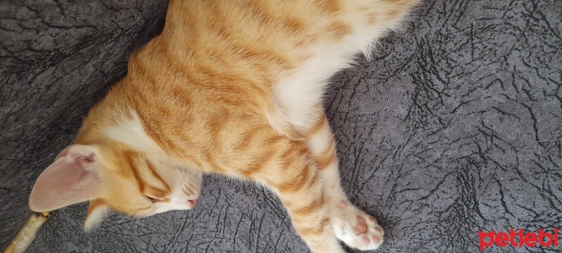 Tekir Kedi, Kedi  Sans fotoğrafı