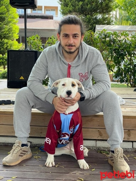 Dogo Arjantin, Köpek  ARYA fotoğrafı