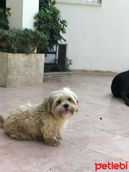 Shih Tzu, Köpek  SEZAR fotoğrafı