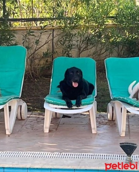 Labrador Retriever, Köpek  SHILA fotoğrafı