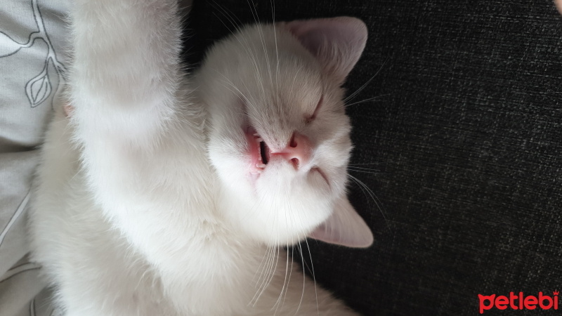 British Shorthair, Kedi  Ares fotoğrafı