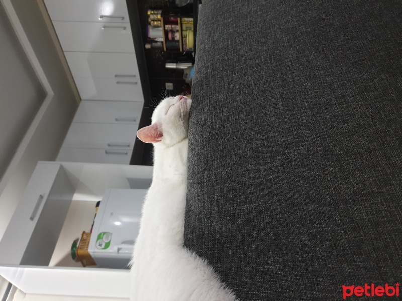 British Shorthair, Kedi  Ares fotoğrafı