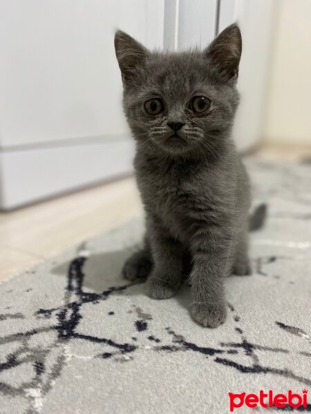 British Shorthair, Kedi  Şirin bebe fotoğrafı