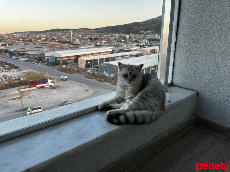 British Shorthair, Kedi  Bulut fotoğrafı