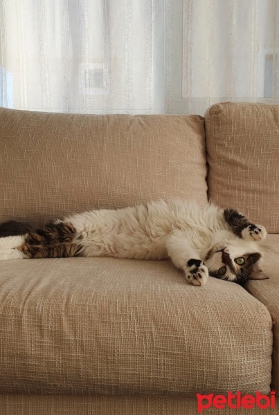 Tekir Kedi, Kedi  Minnoş fotoğrafı