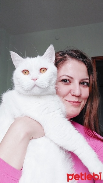 British Shorthair, Kedi  Prens fotoğrafı