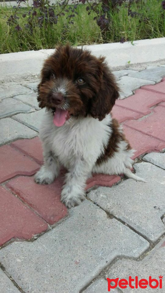 Maltese, Köpek  meri fotoğrafı