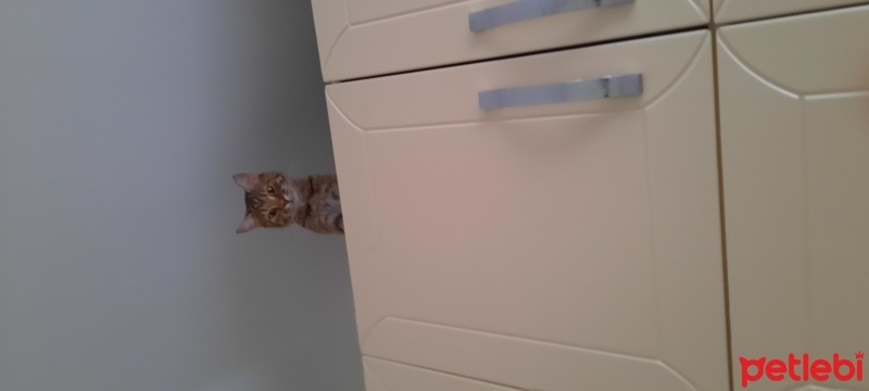 Tekir Kedi, Kedi  Luna fotoğrafı