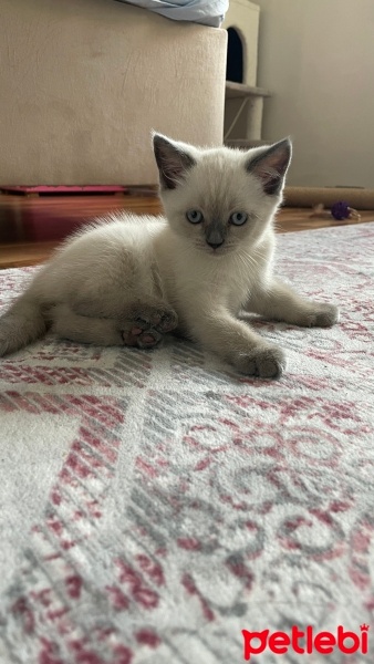 British Shorthair, Kedi  Kızımın pamuk yavrusu fotoğrafı
